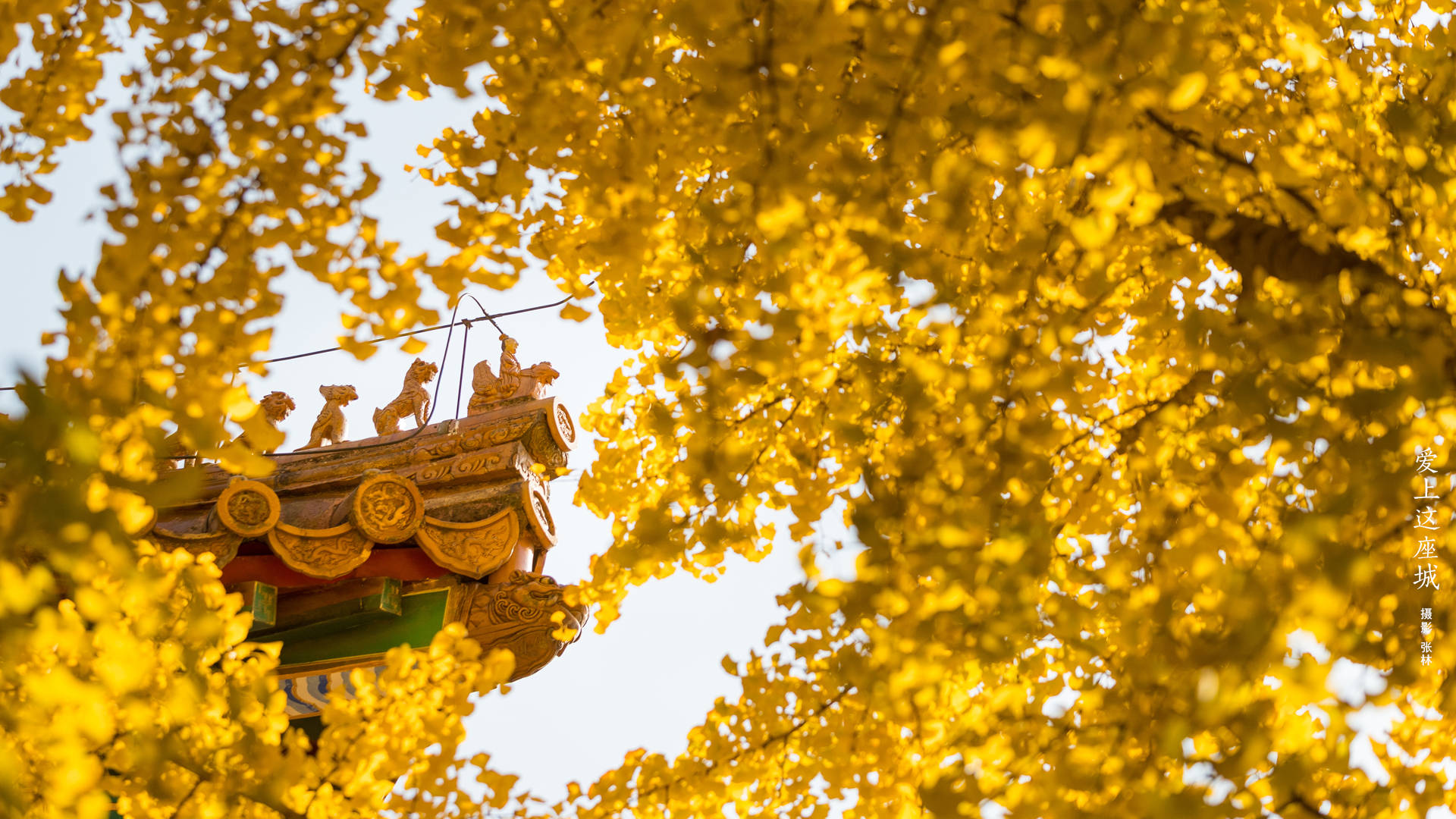 Yellow Leaves Inside Forbidden City Background