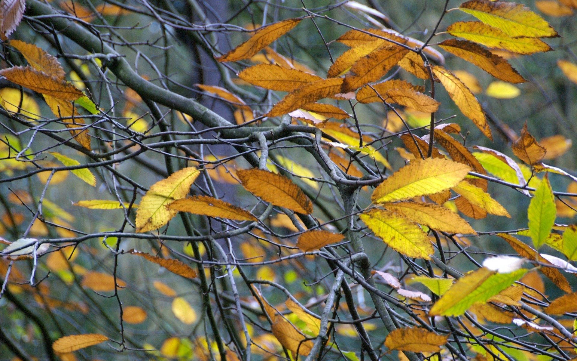 Yellow Leaves On Grey Branches Background