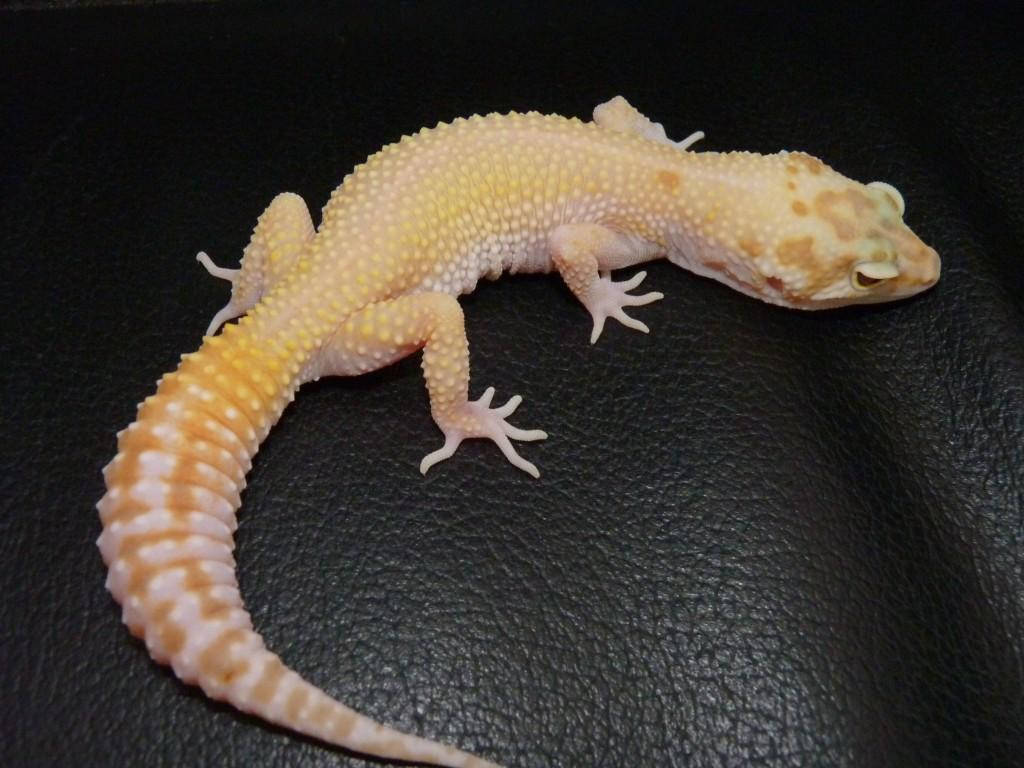 Yellow Leopard Gecko On Leather Background