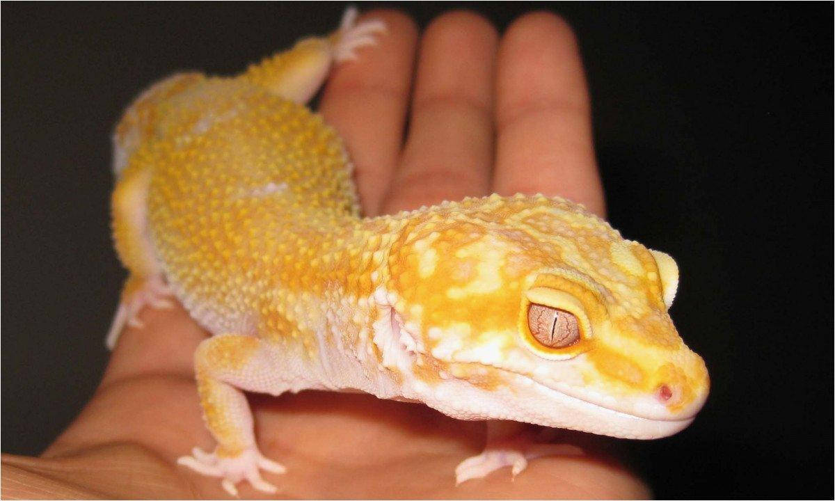 Yellow Leopard Gecko On Palm Hand Background