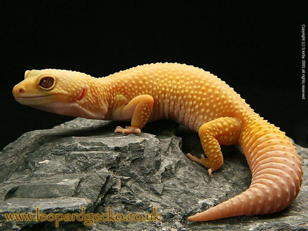 Yellow Leopard Gecko On Stone Background