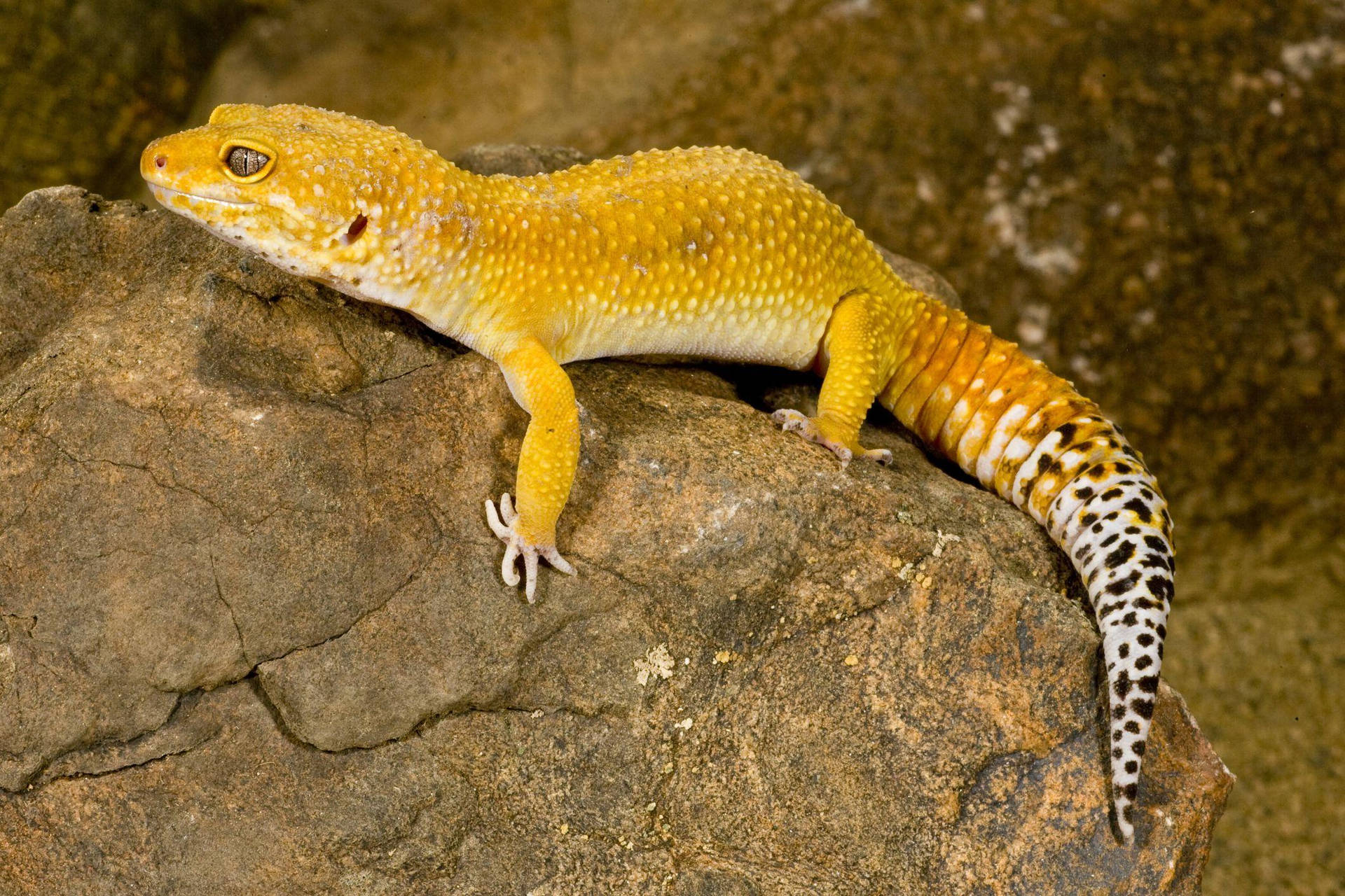 Yellow Leopard Gecko Rest On Rock Background