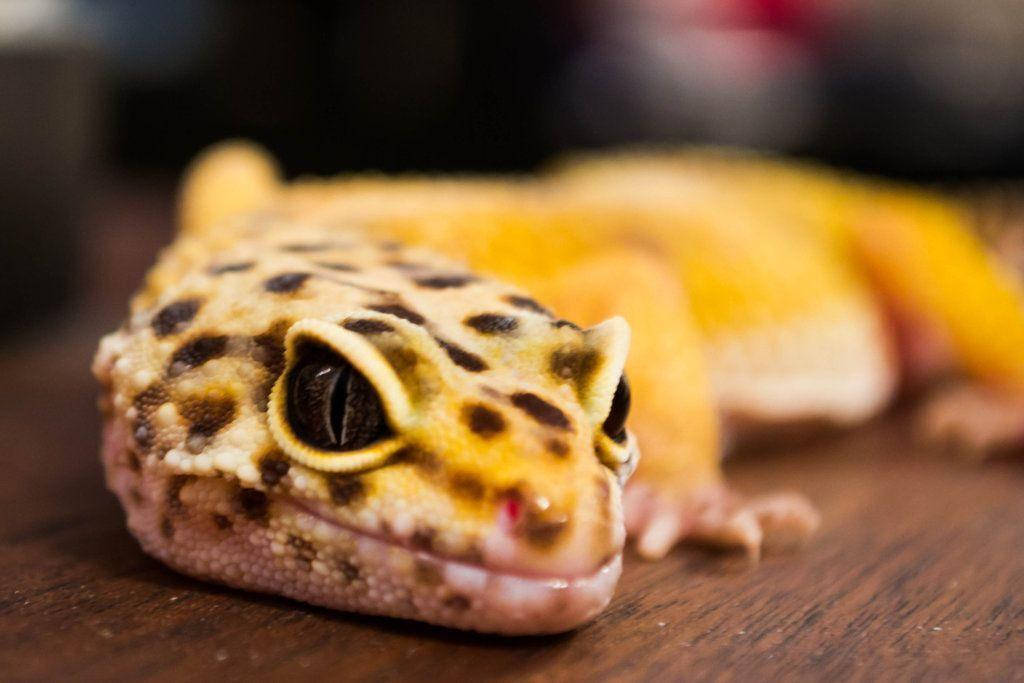 Yellow Leopard Gecko Resting Face Background