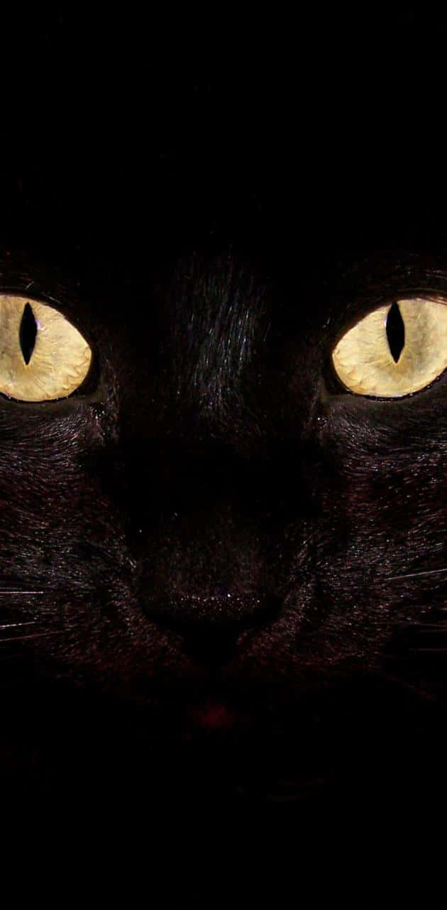 Yellow Light Cat Eyes