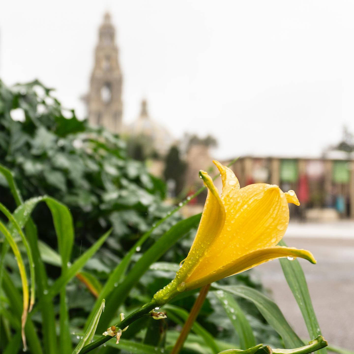 Yellow Lily Blooming In Balboa Park Background