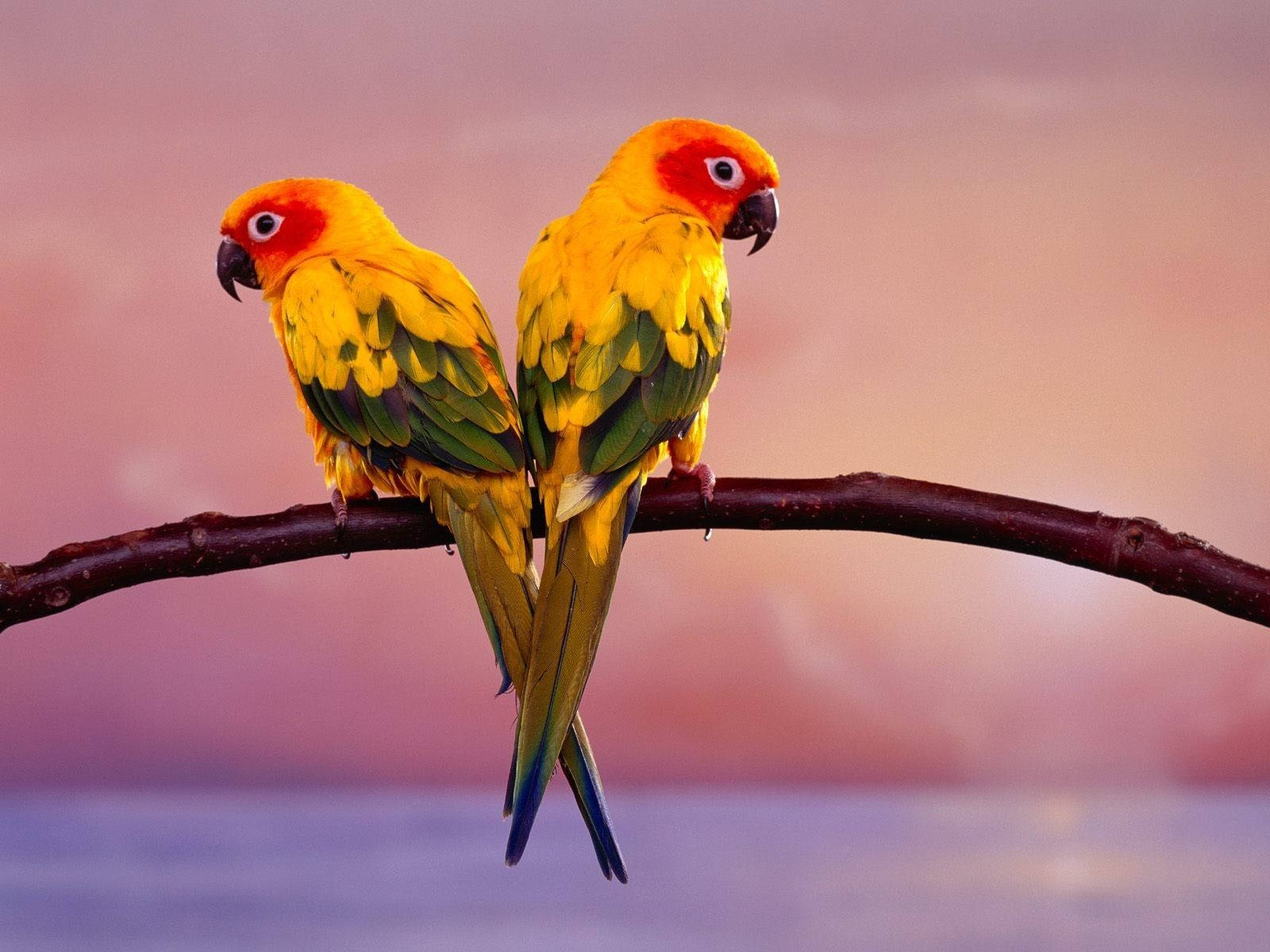 Yellow Love Birds Background