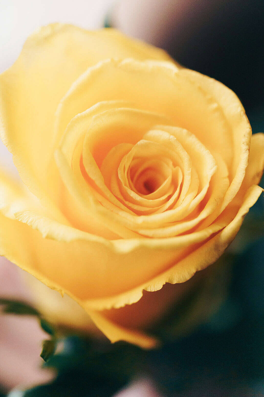 Yellow Love Rose Hd Background