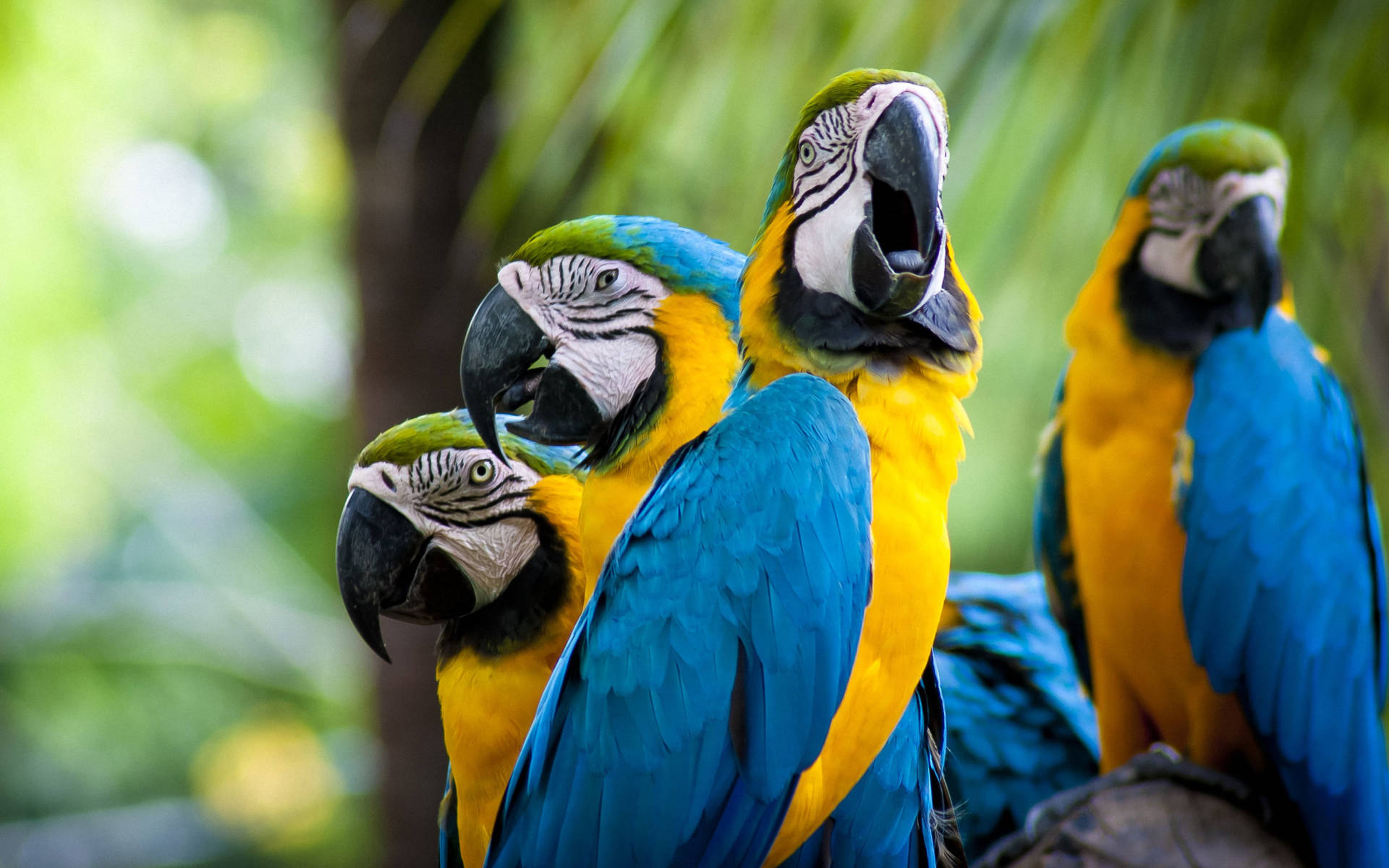 Yellow Macaw Birds Tropical Desktop