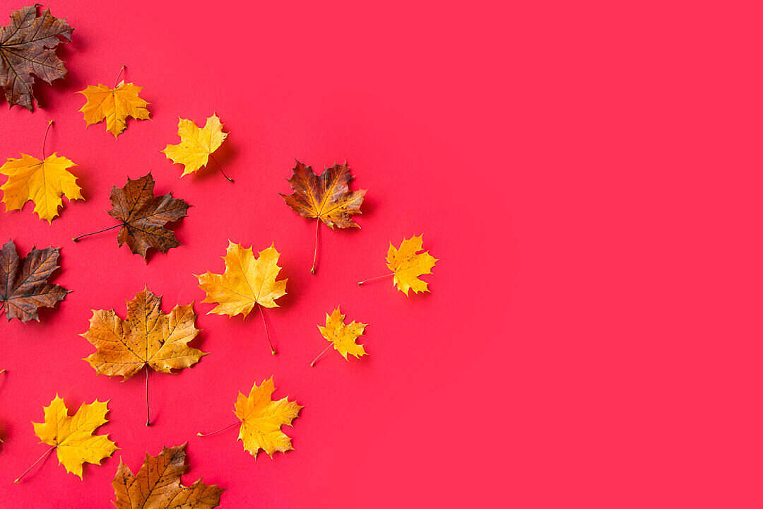 Yellow Maple Leaves Beautiful Autumn Desktop Background