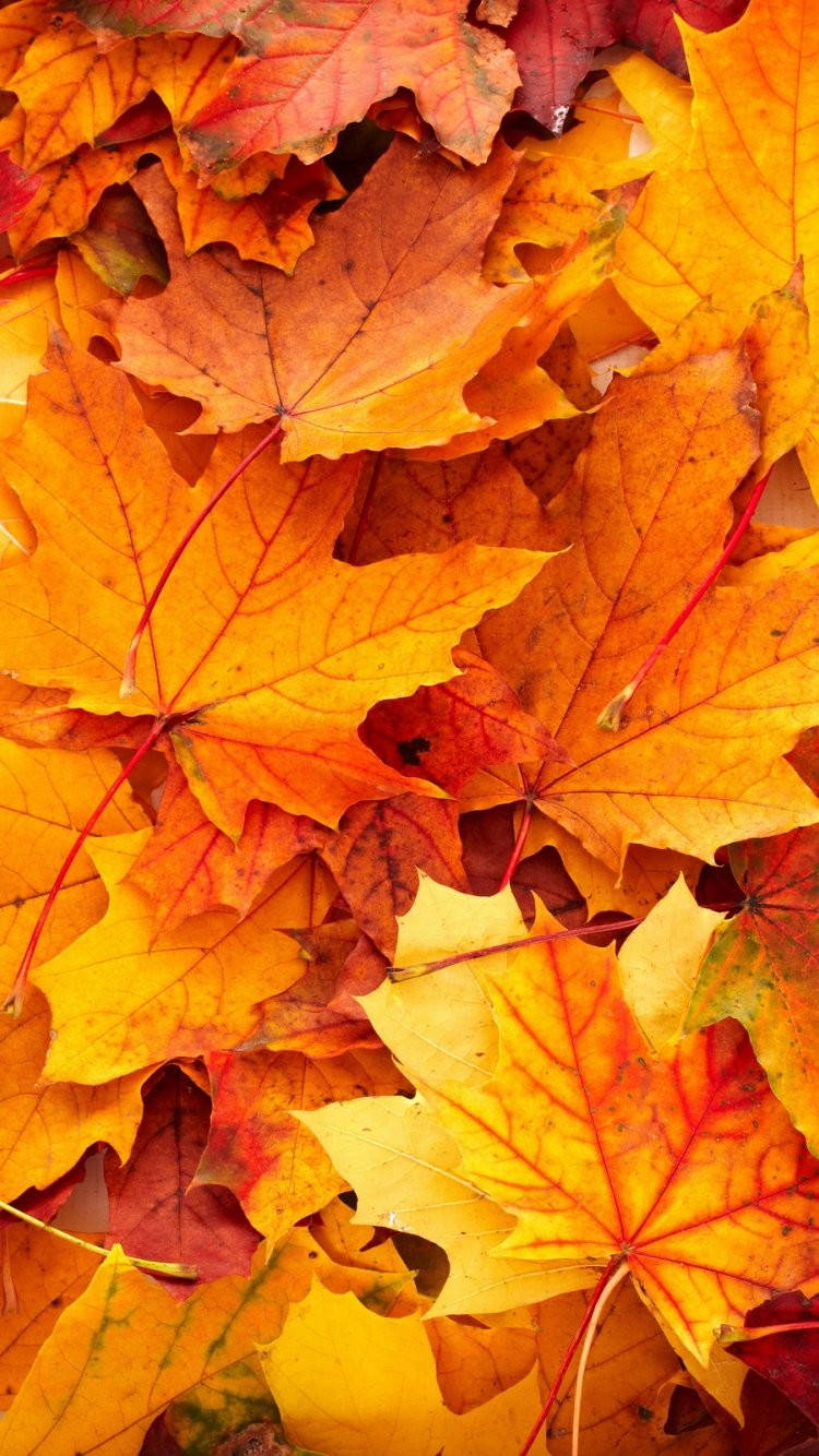 Yellow Maple Leaves Fall Iphone Background