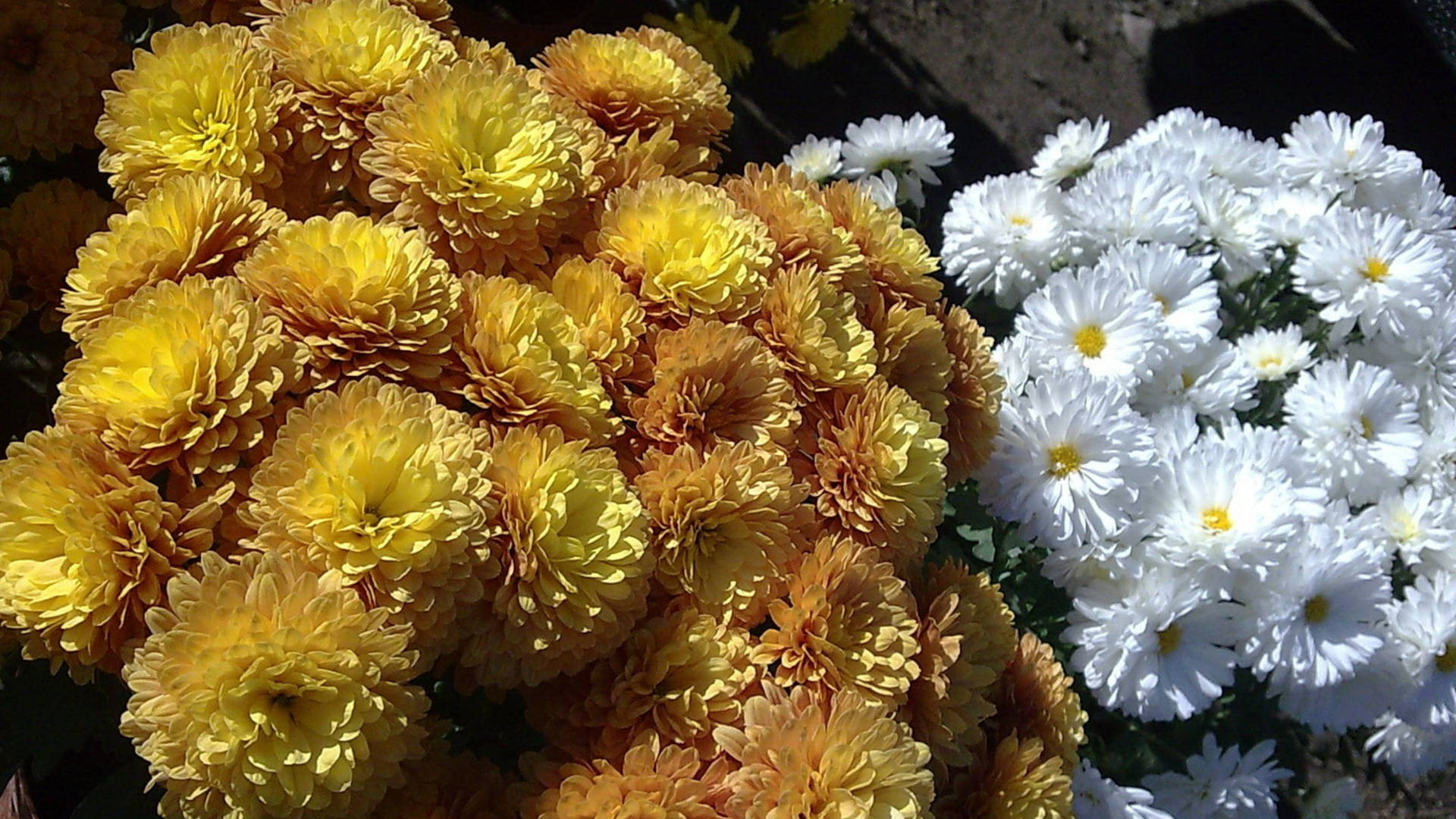 Yellow Marigold White Chrysanthemum Background