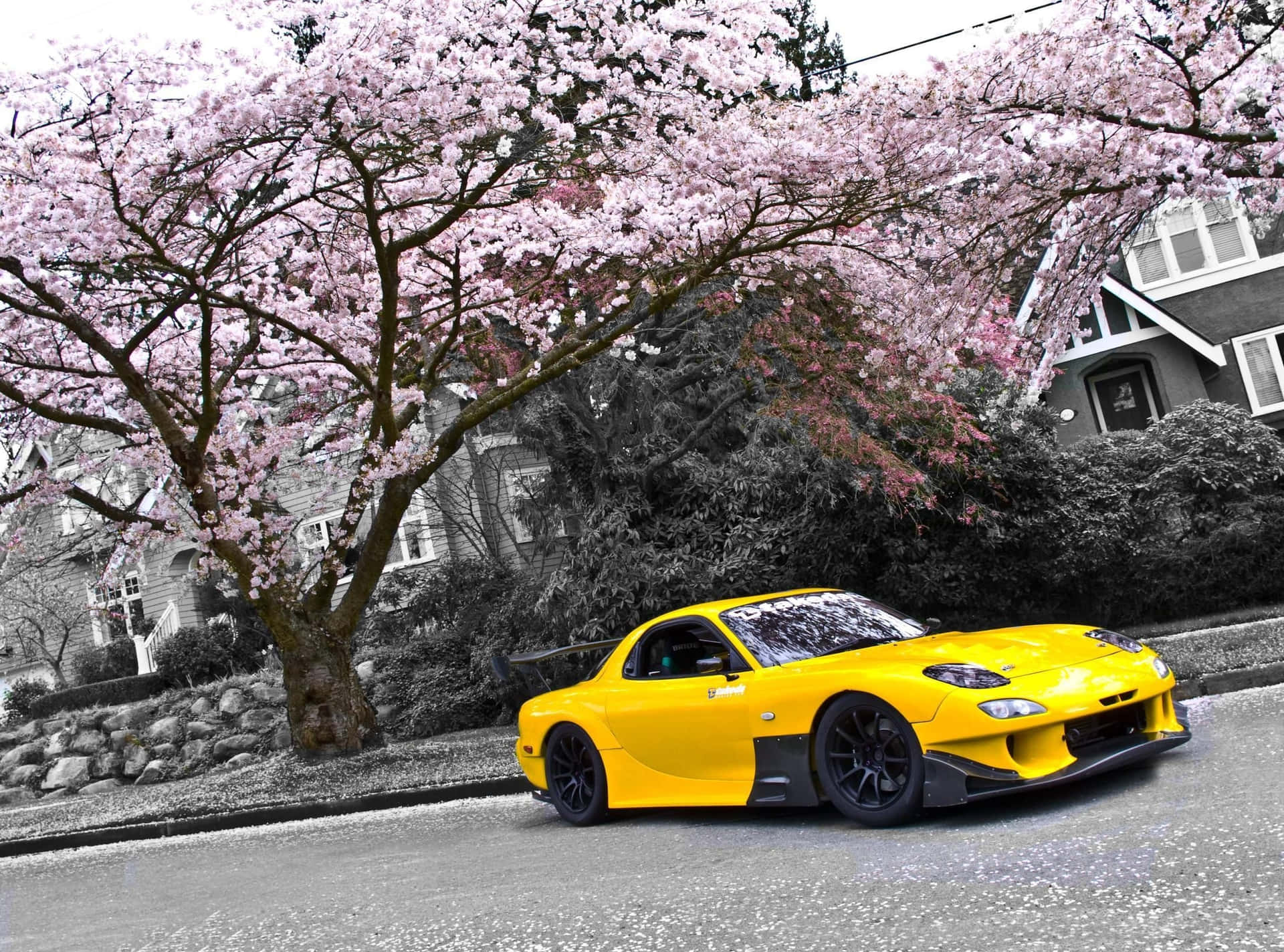 Yellow Mazda Rx 7 Under Sakura Tree Background