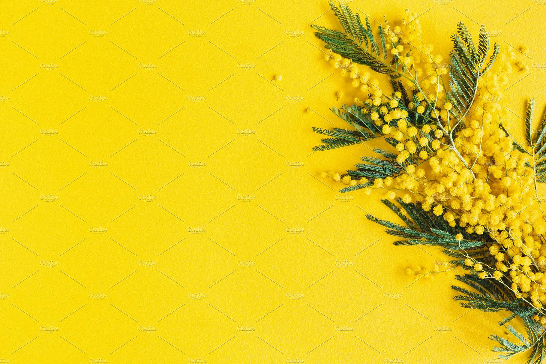 Yellow Mimosa Flower Branches Background