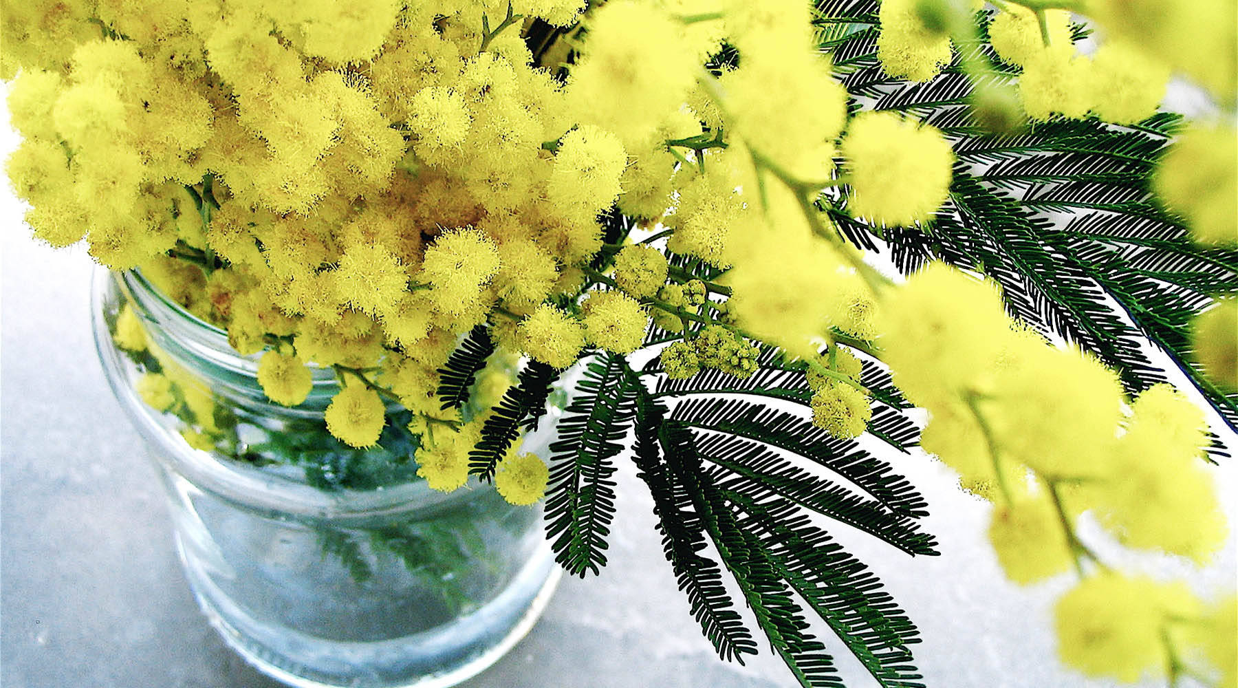 Yellow Mimosa Flowers Background
