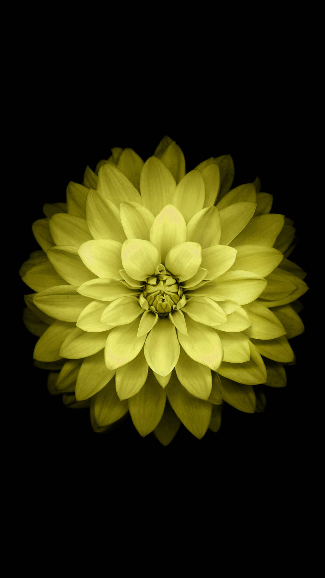 Yellow Minimalist Flower Mobile Background