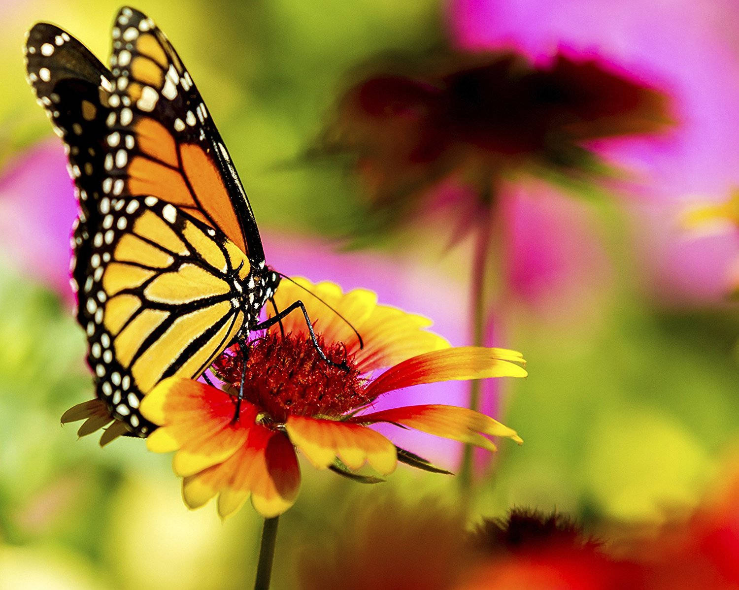 Yellow Monarch Butterfly On Flower