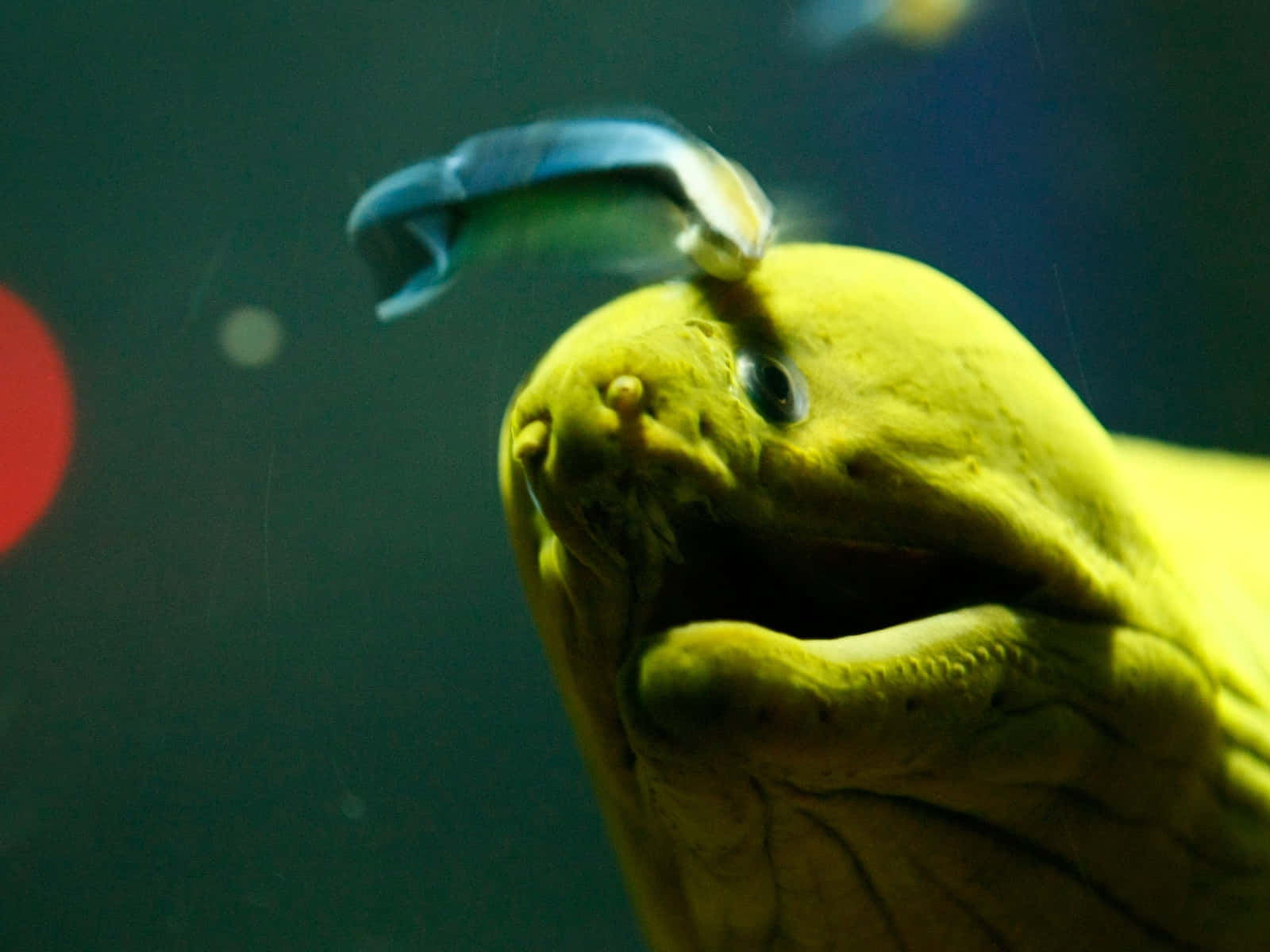 Yellow Moray Eel Closeup Background