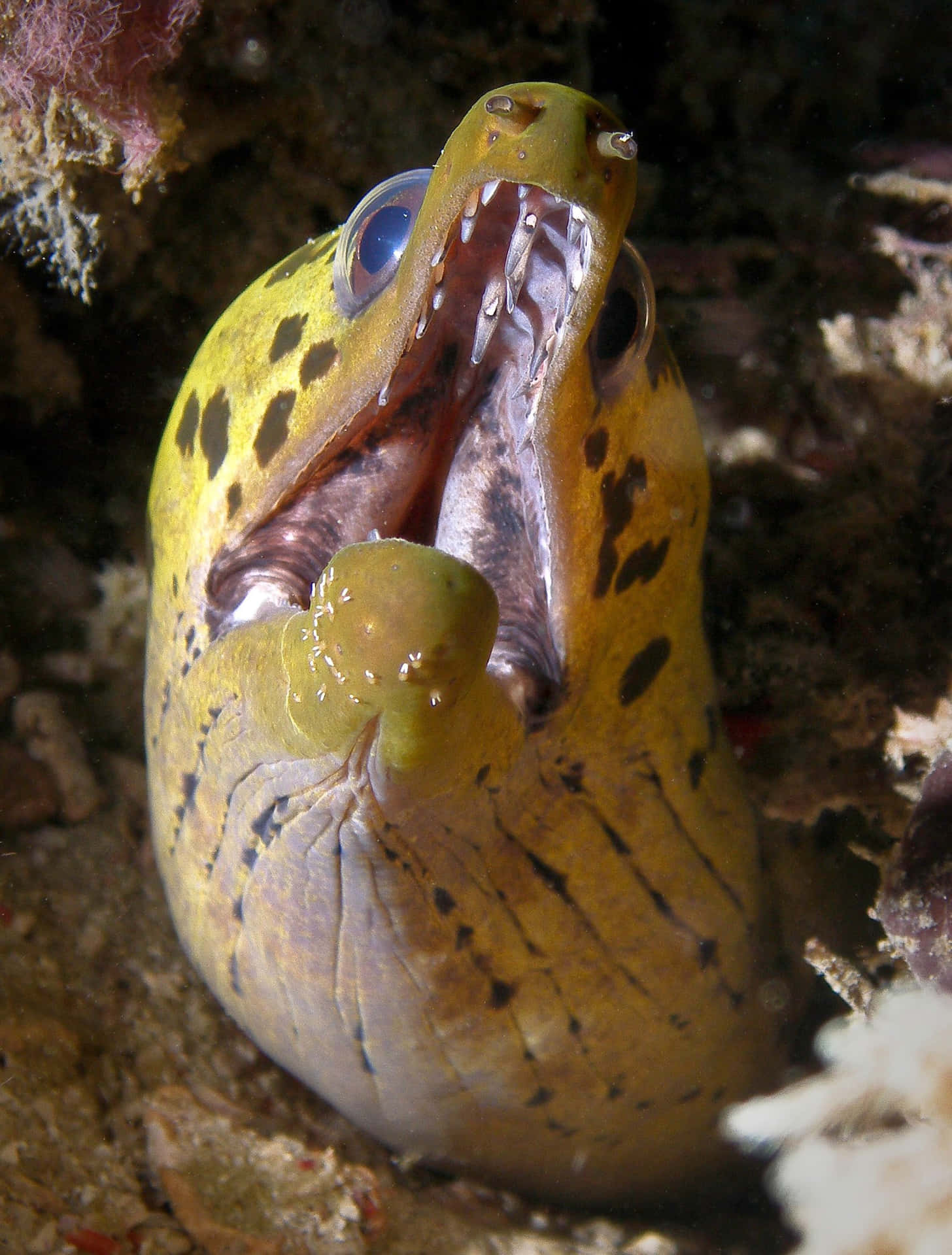 Yellow Moray Eel Open Mouth