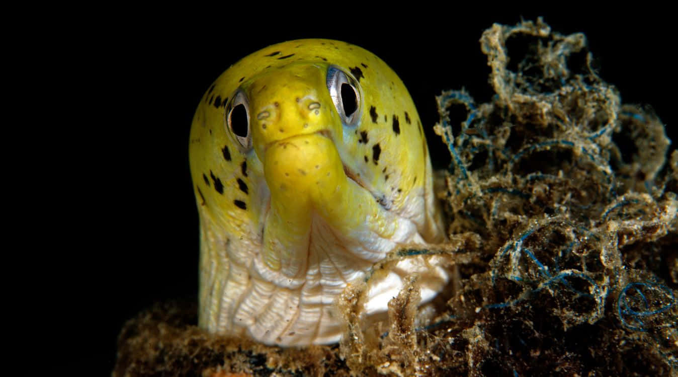 Yellow Moray Eel Peeking Out Background