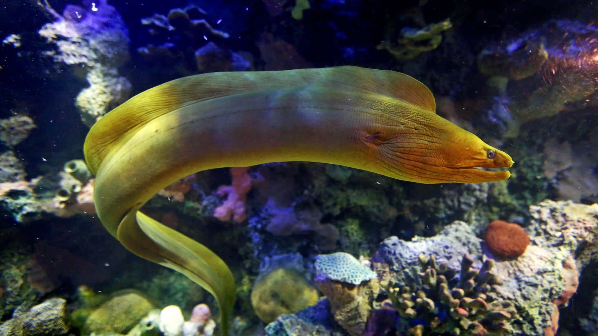 Yellow Moray Eel Swimming Aquarium