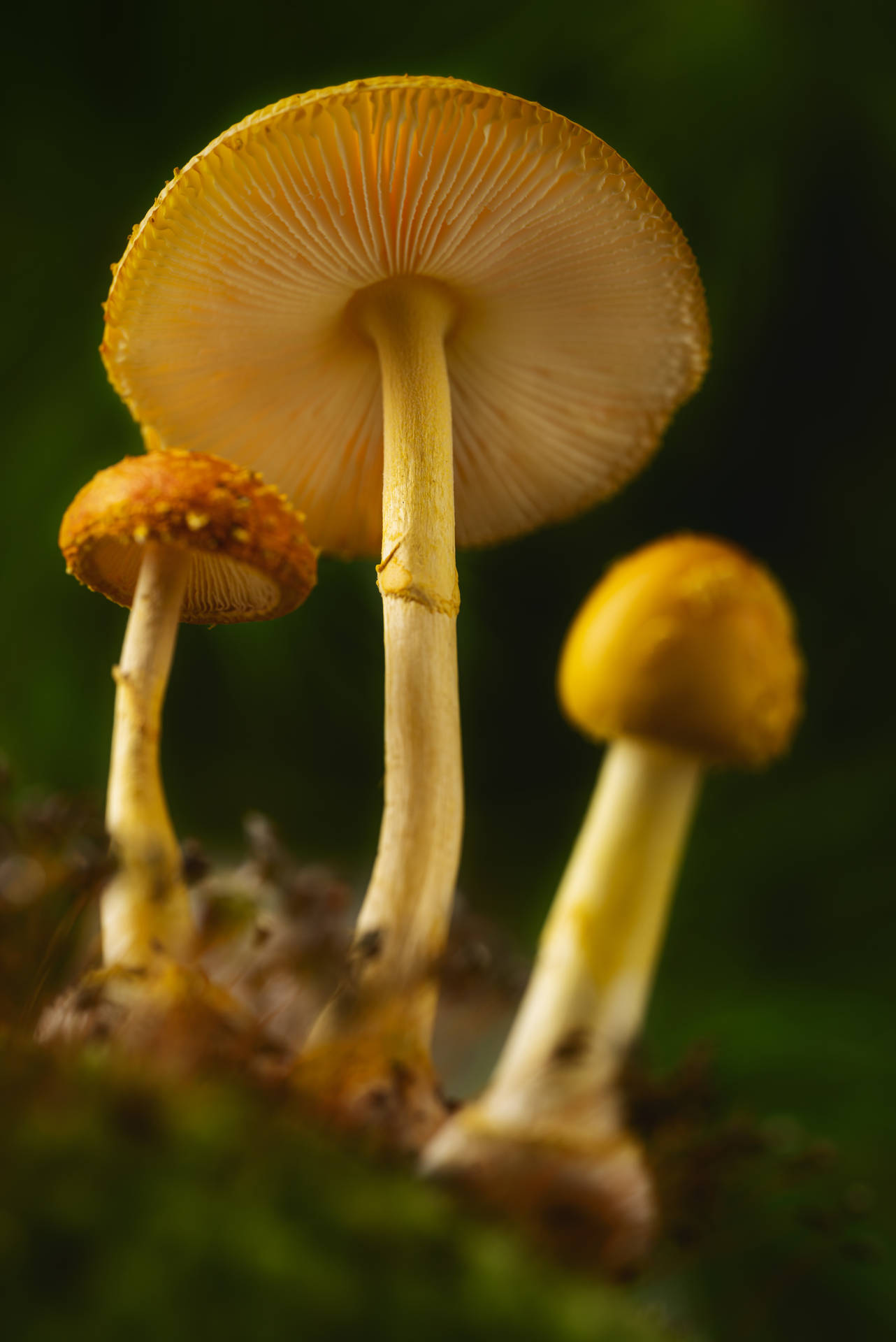 Yellow Mushroom Aesthetic Background