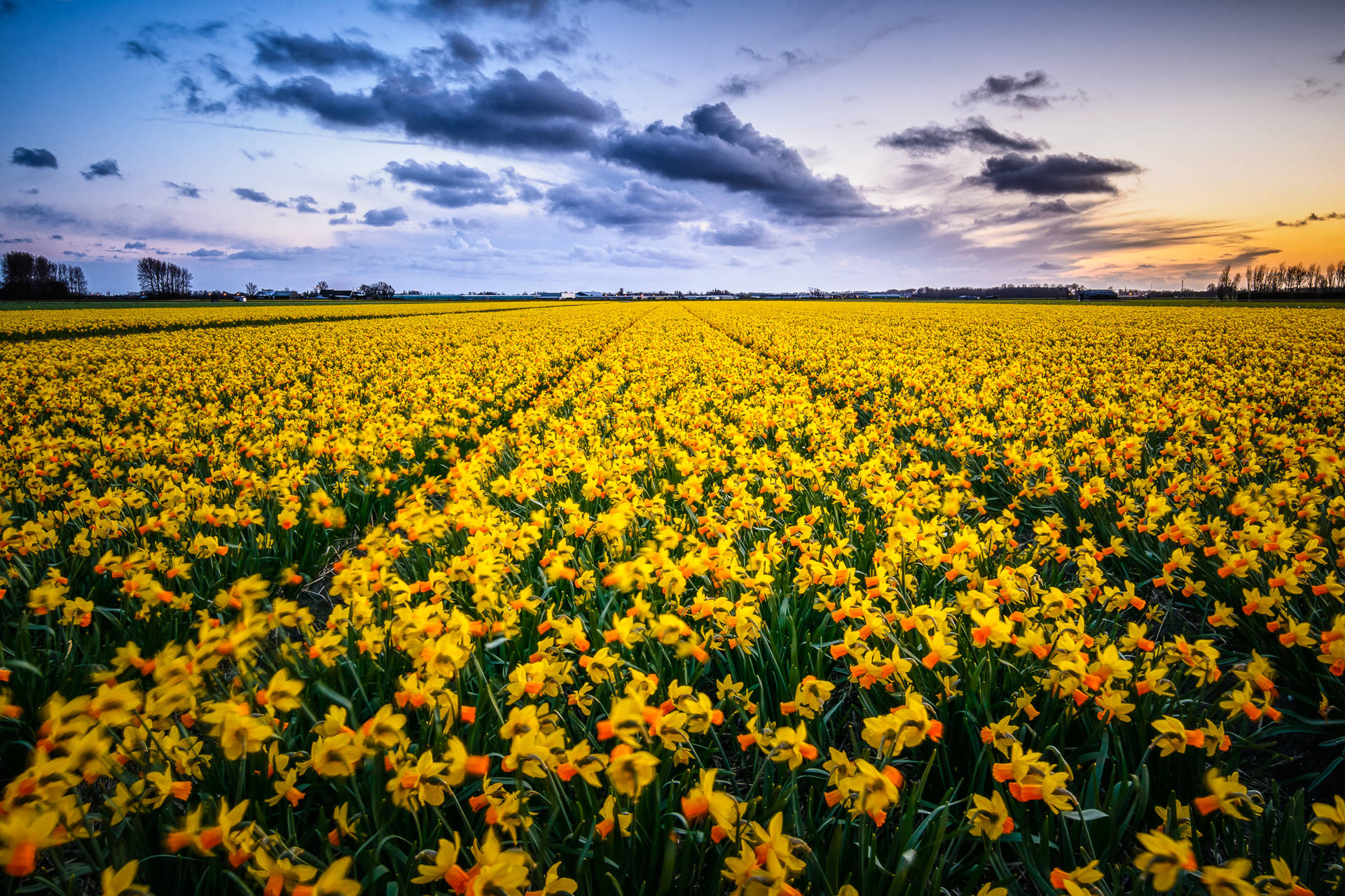 Yellow Narcissus Flower Field Background