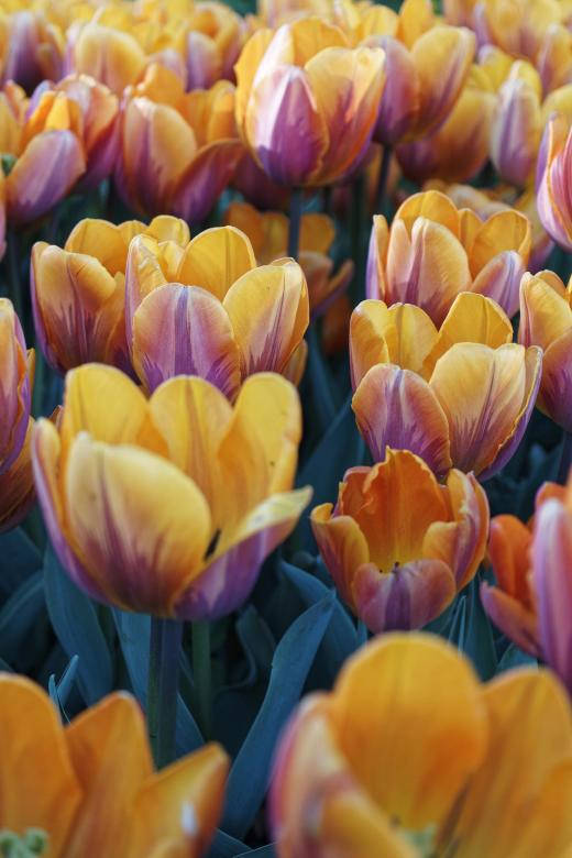 Yellow-orange Tulips Most Beautiful Nature Background