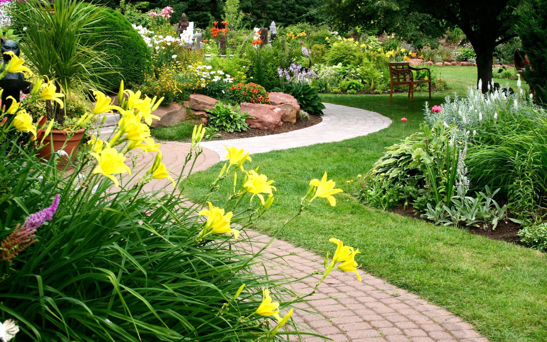 Yellow Park Daffodils Background