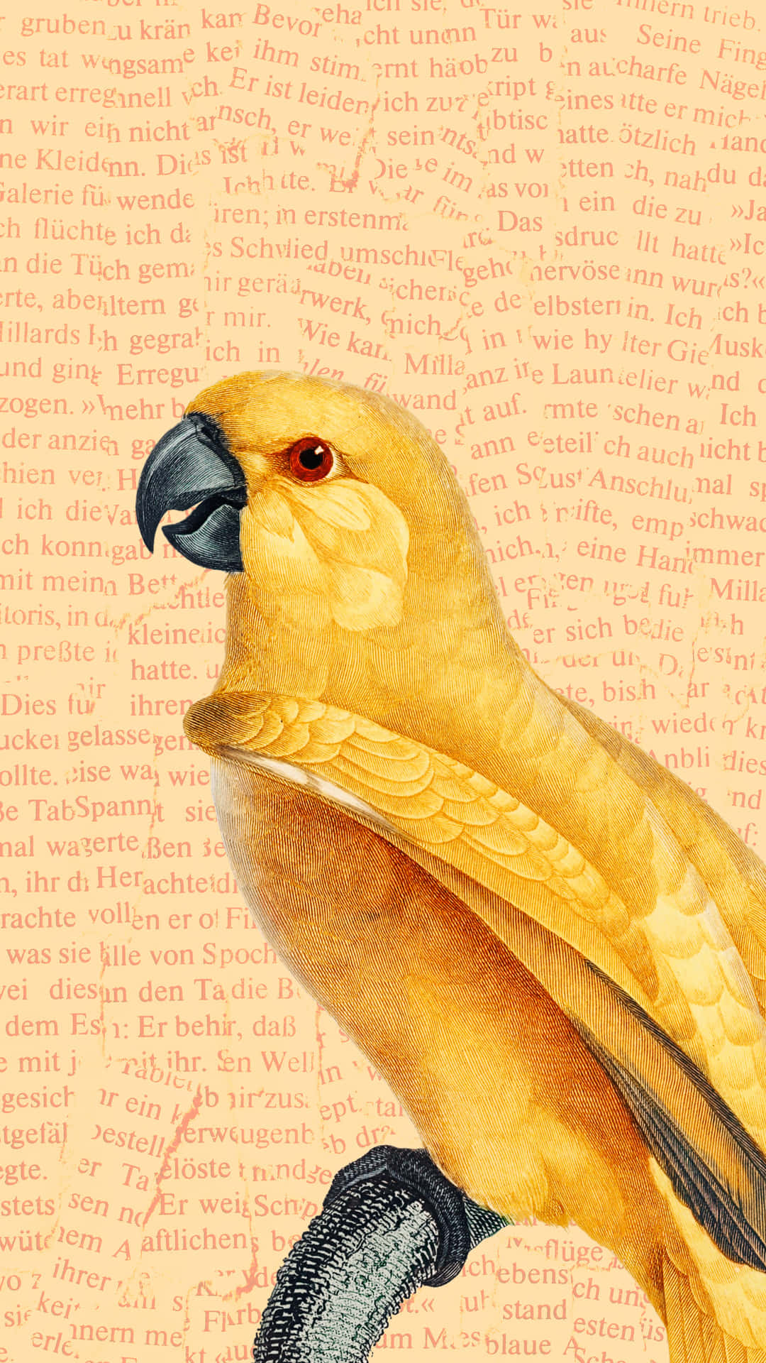 Yellow Parrot Illustration Background