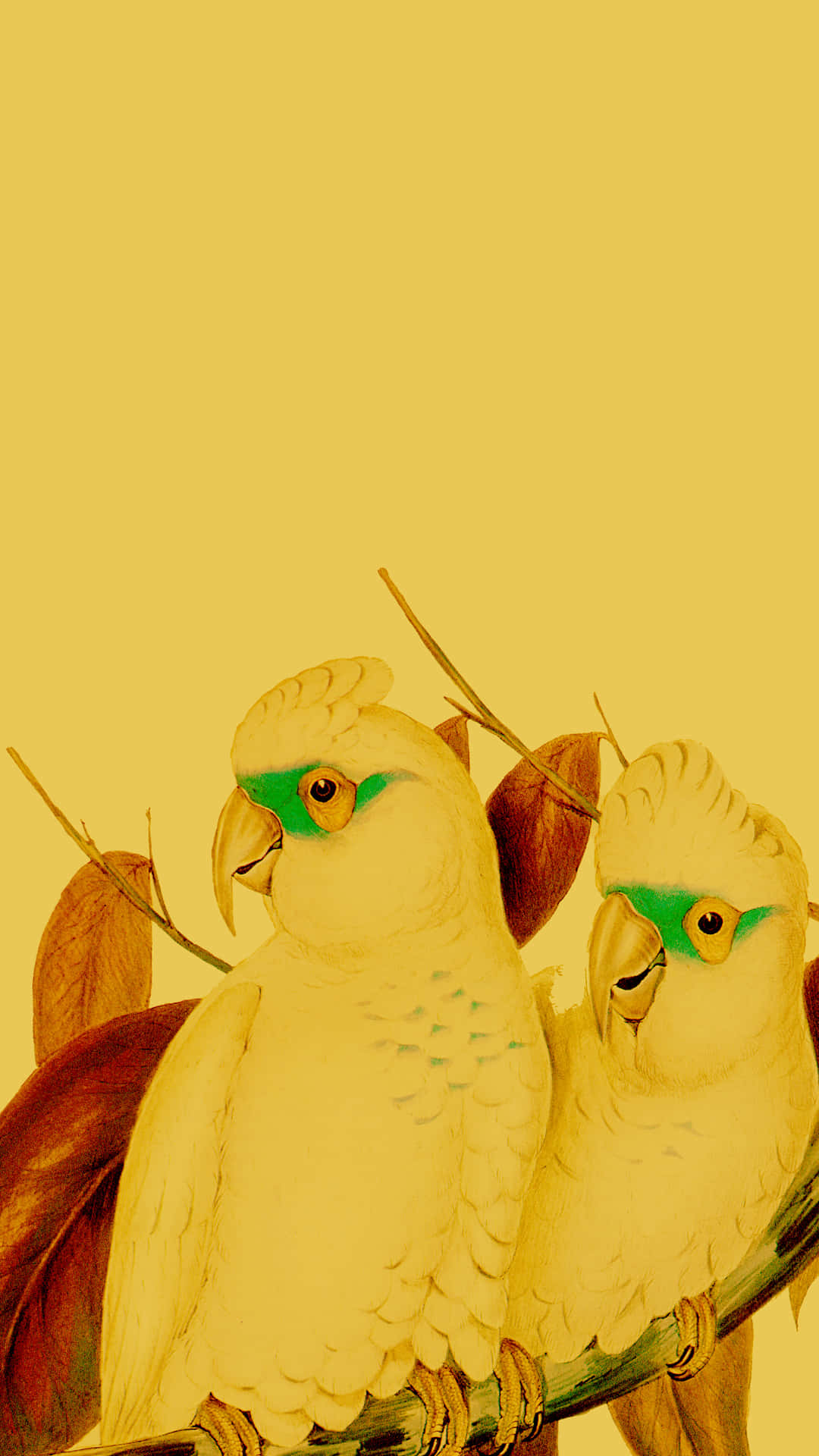 Yellow Parrot Pair Background