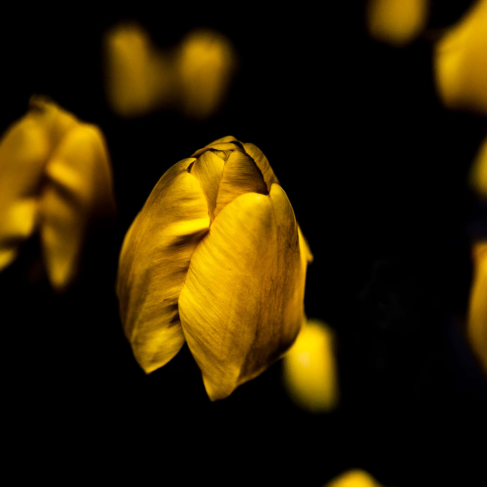 Yellow Petals Ipad Background