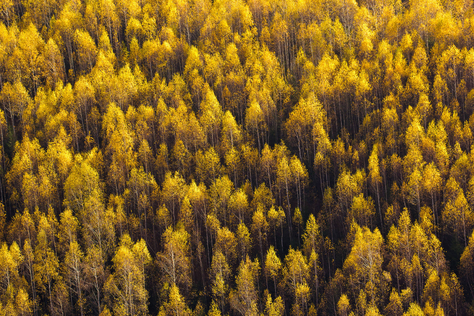 Yellow Pine Trees Fall Desktop