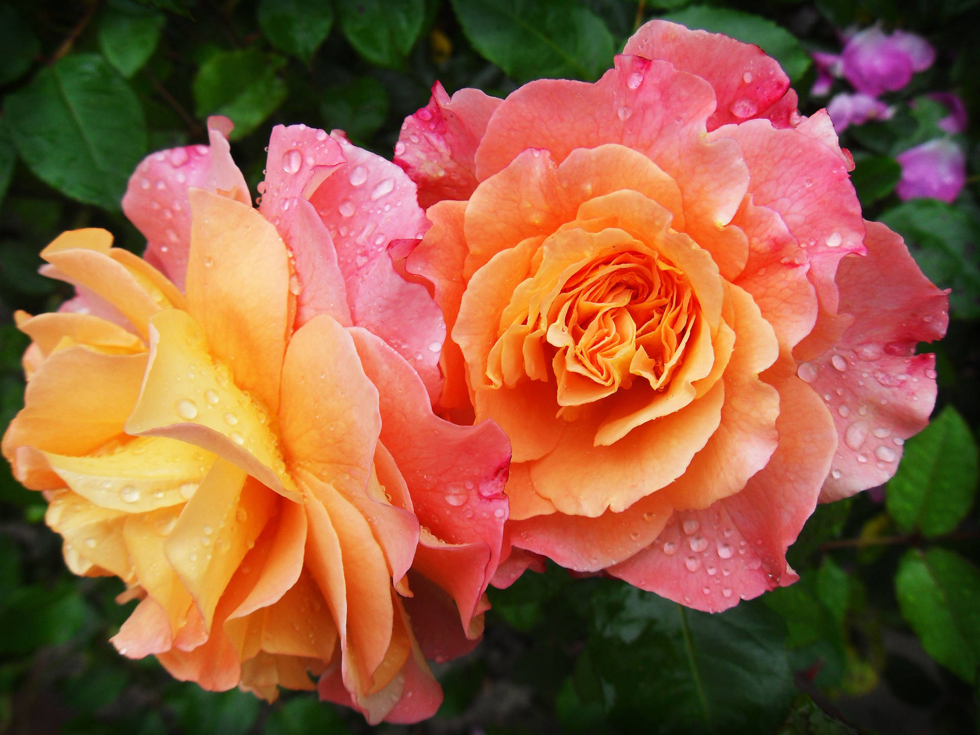 Yellow Pink Rose Aesthetic Background