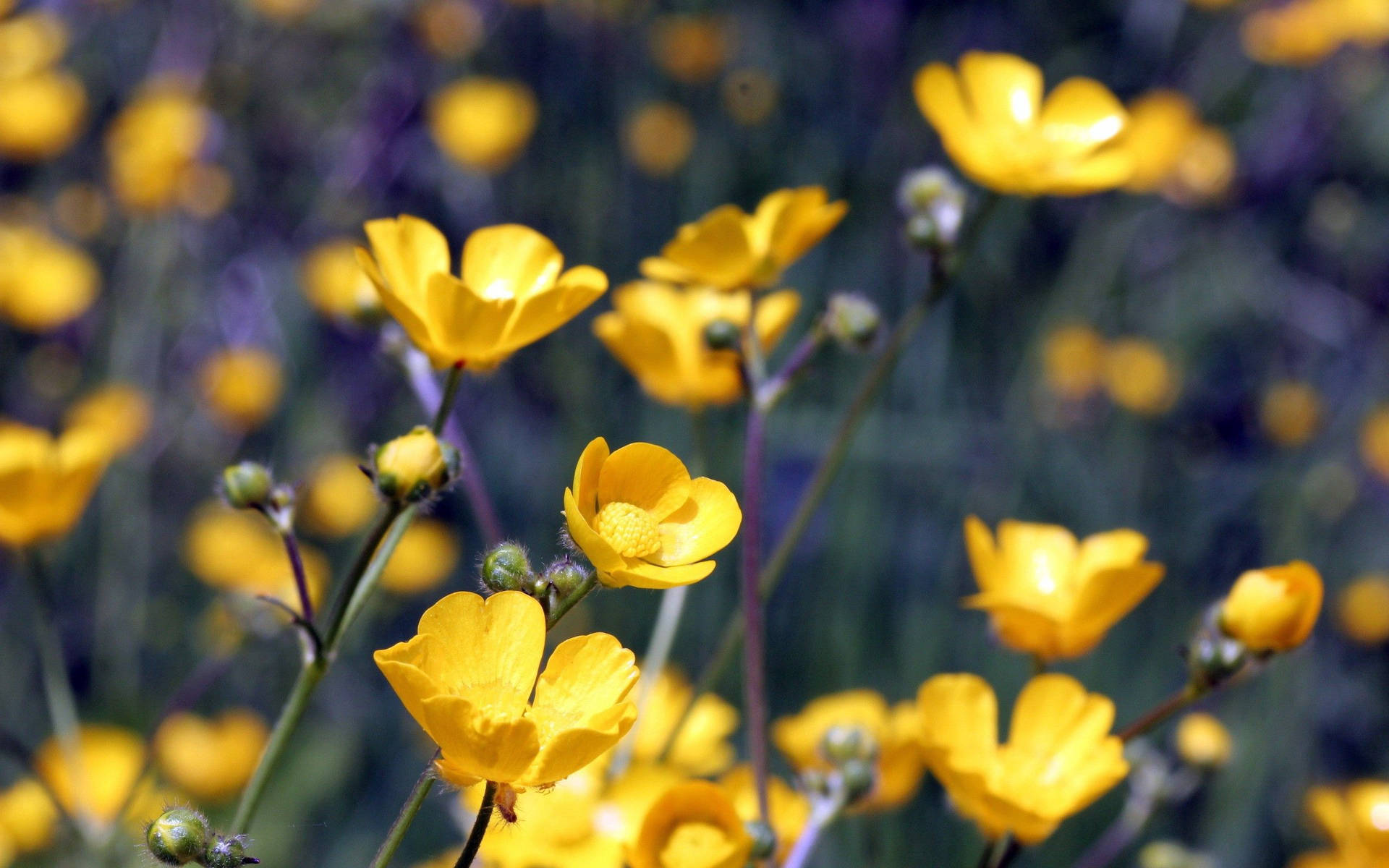 Yellow Poppy Flowers Background