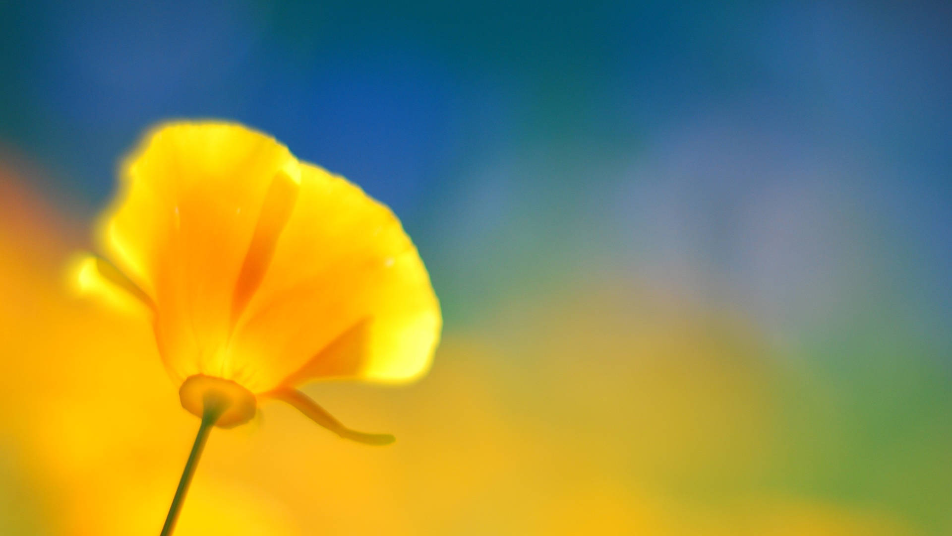 Yellow Poppy Background