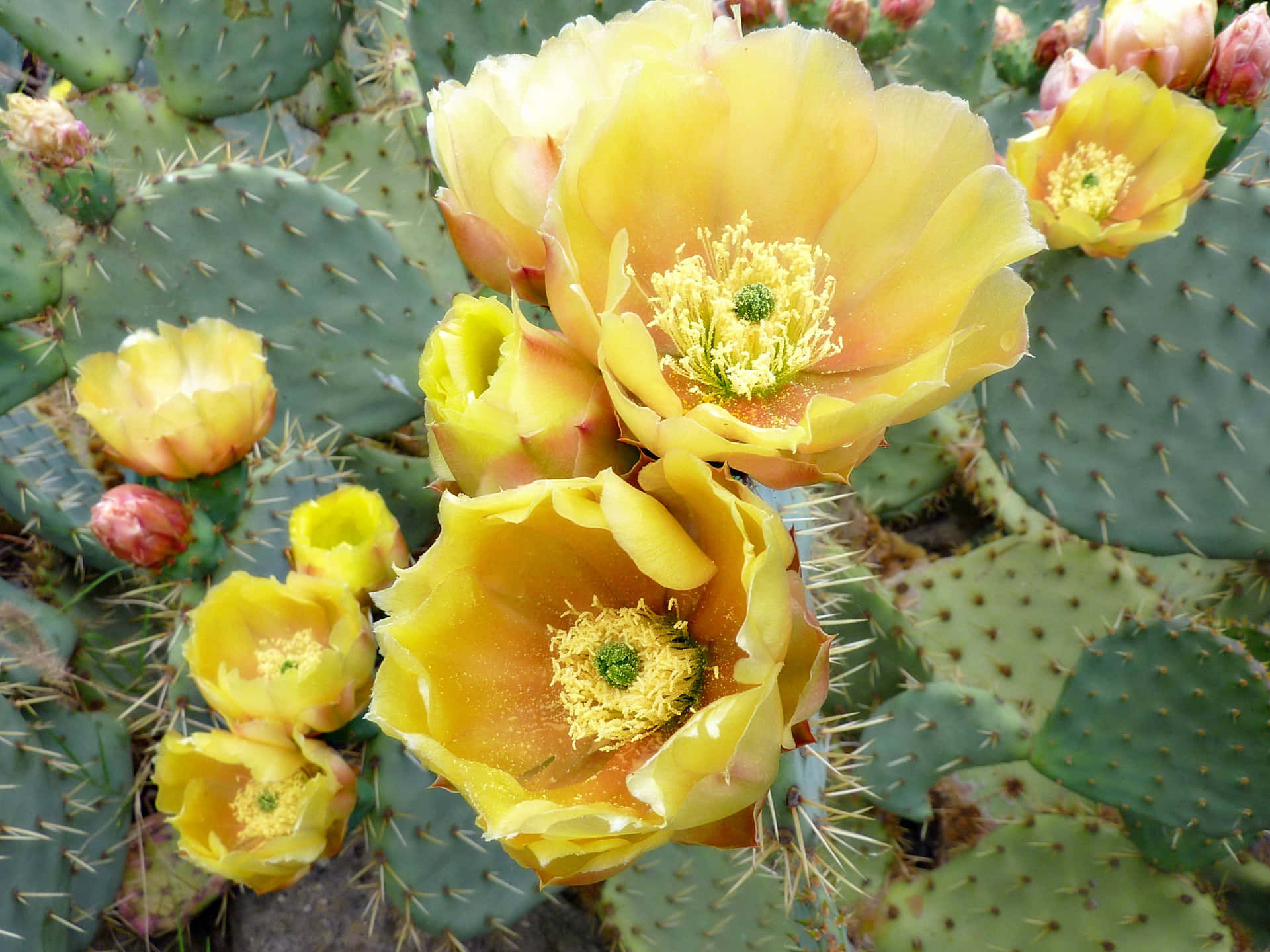 Yellow Prickly Pear Cactus Flower Background