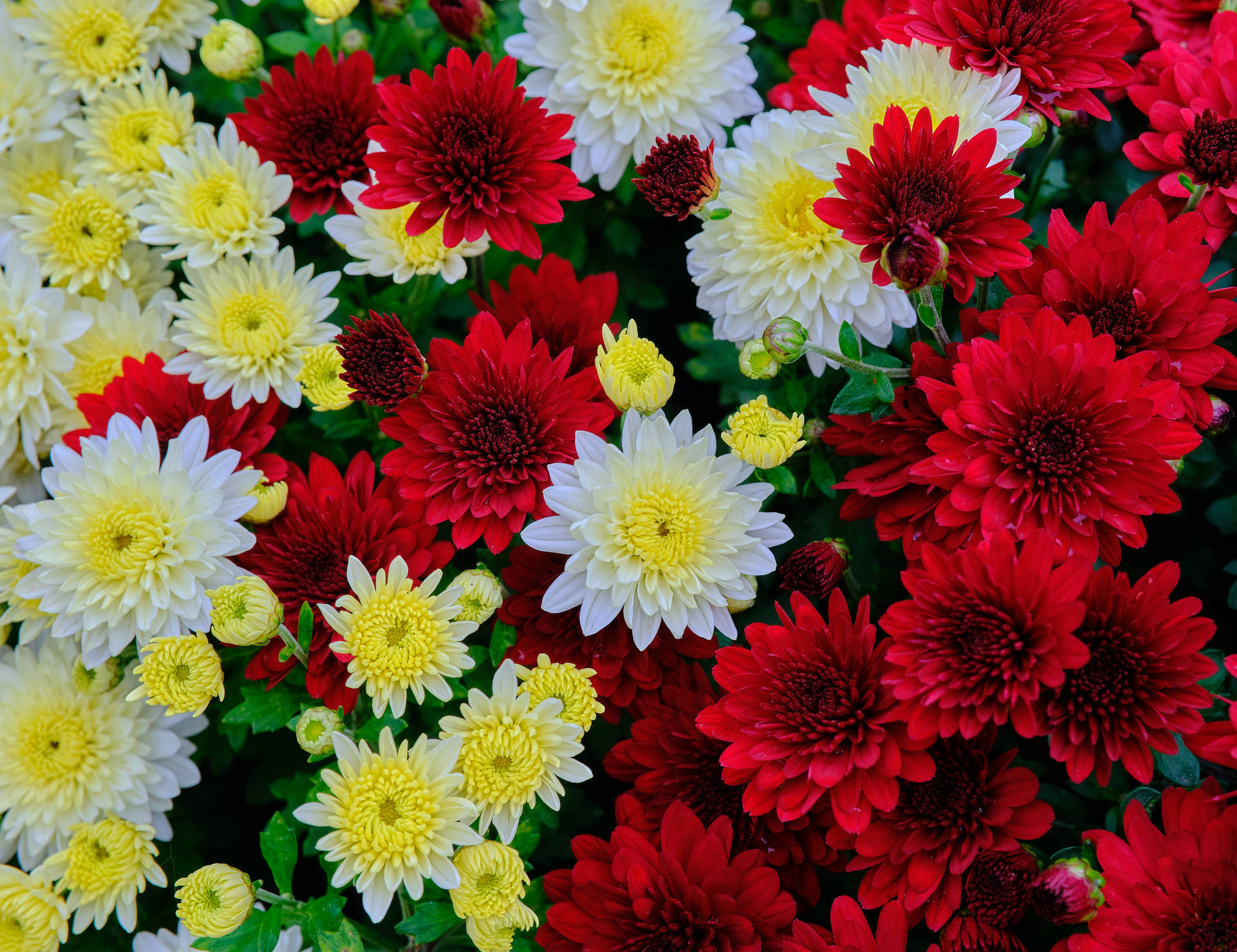 Yellow, Red And White Flowers Background