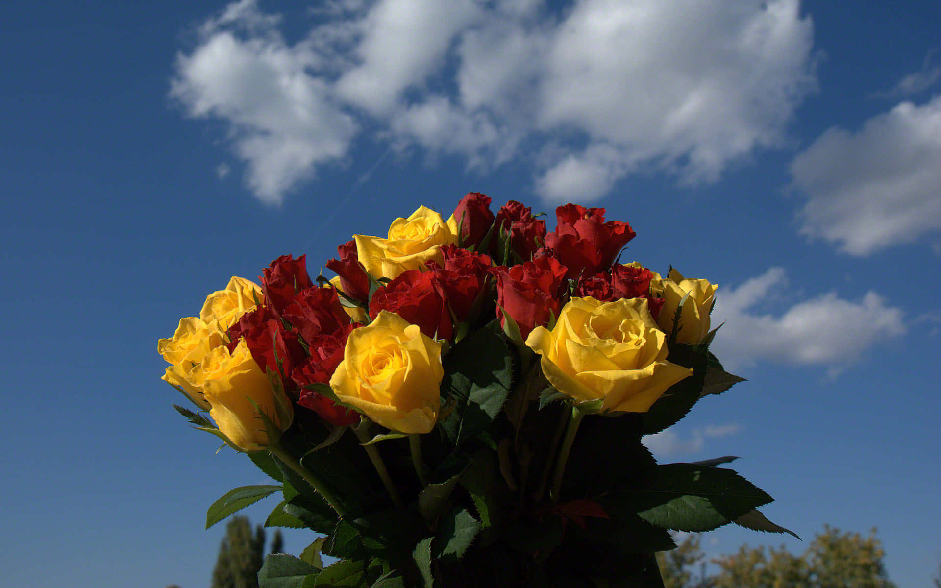 Yellow & Red Rose Bouquet With Sky Background