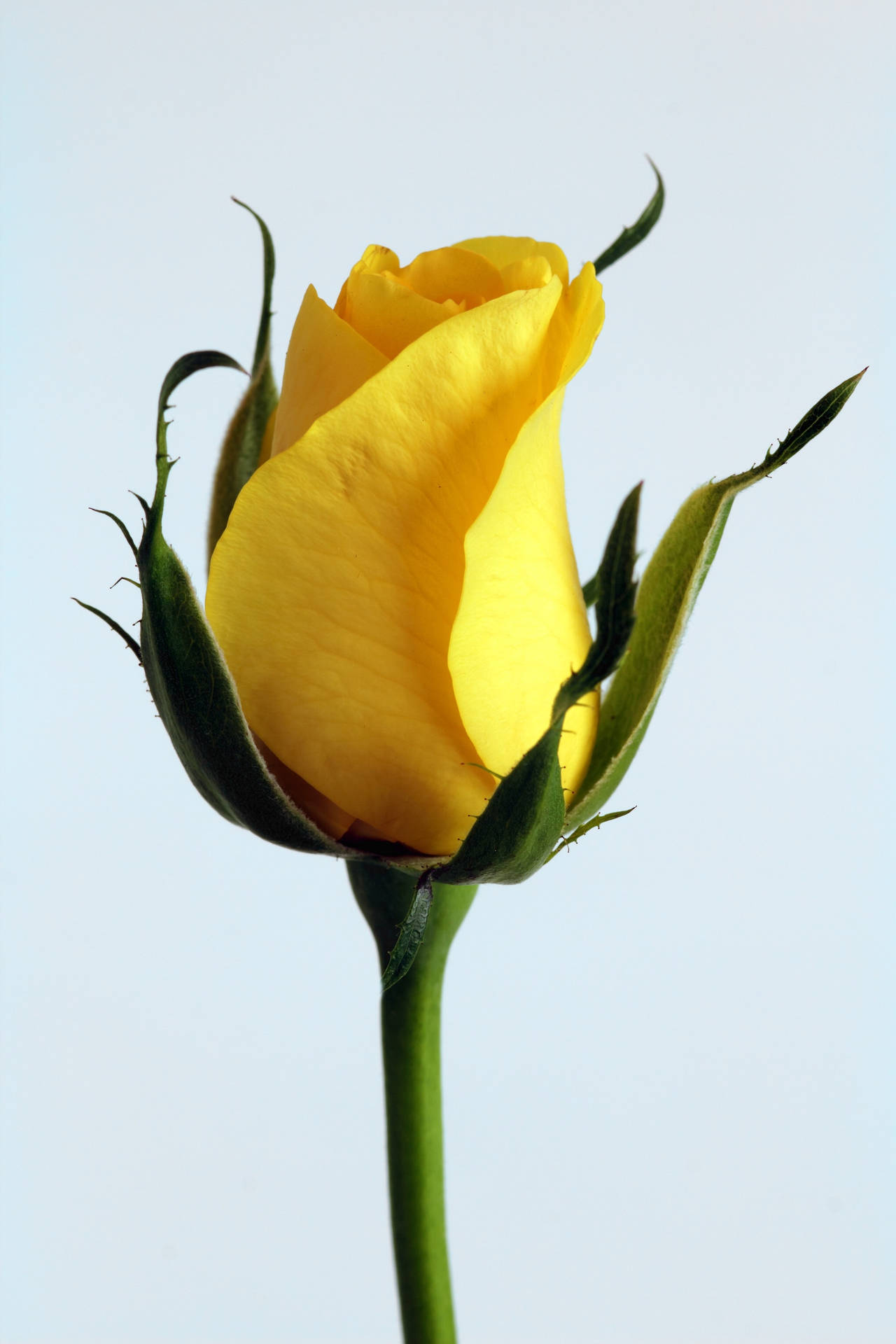 Yellow Rose Aesthetic Background