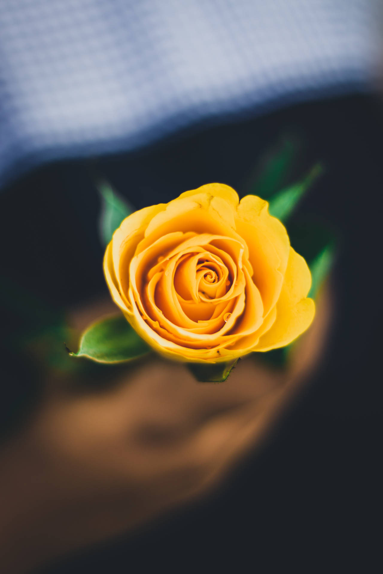 Yellow Rose Aesthetic Phone Background