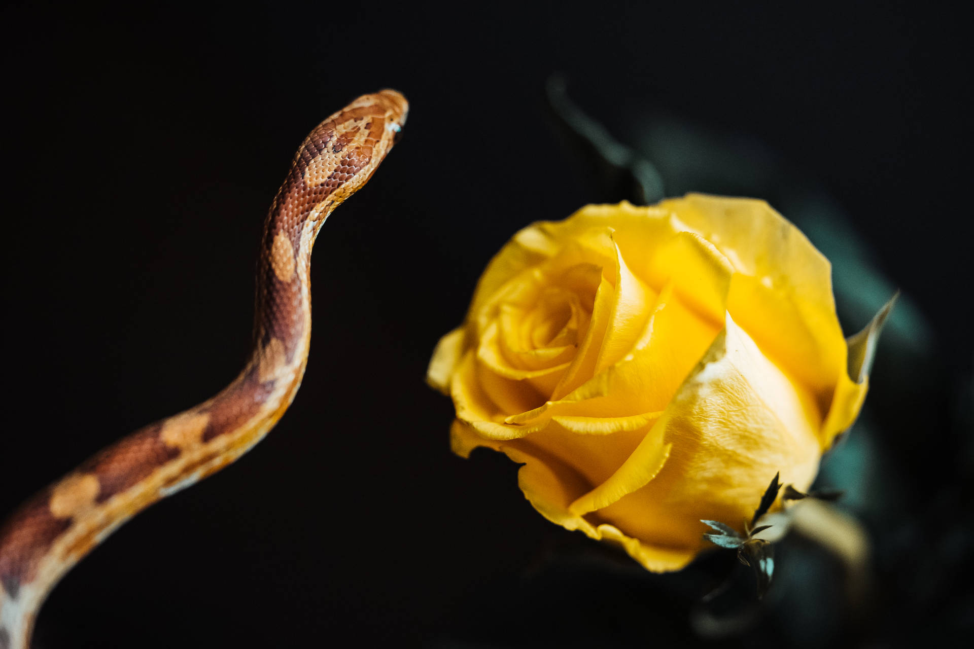Yellow Rose And A Wild Animal Background