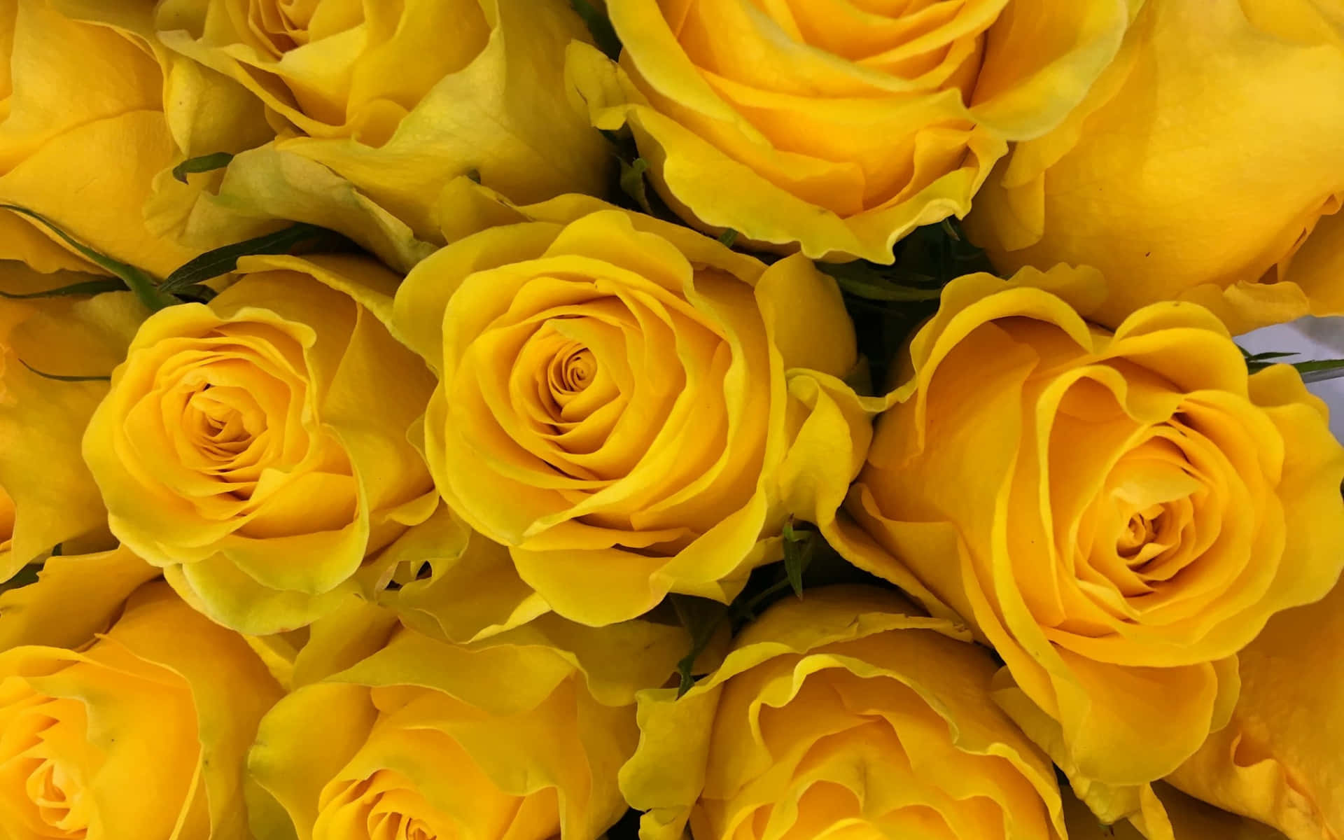 Yellow Rose Bouquet Closed Up