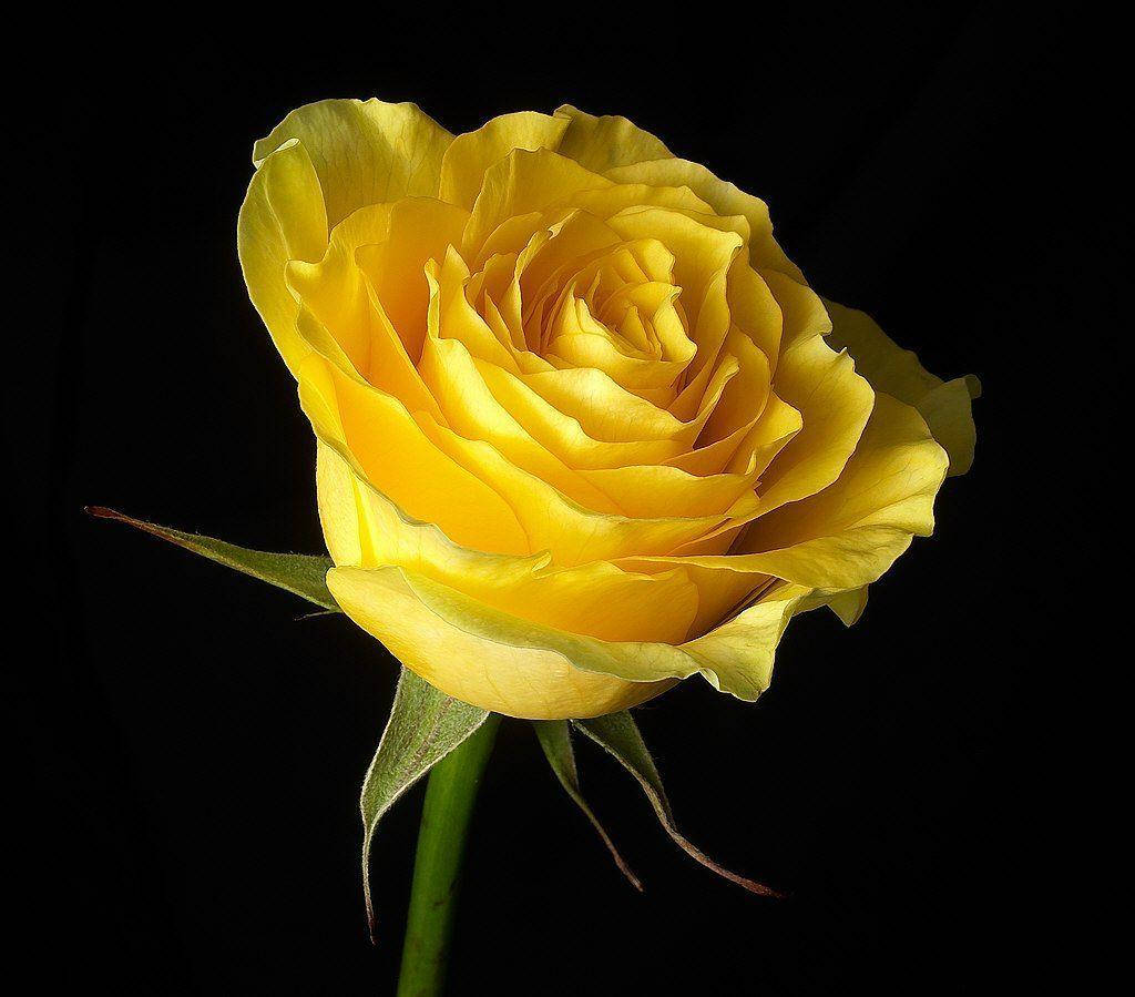 Yellow Rose Close Up Background