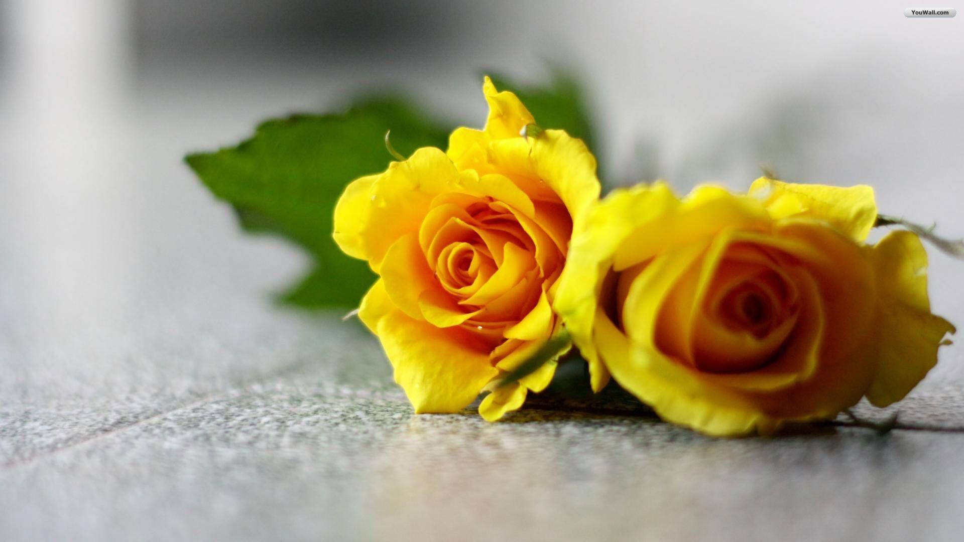 Yellow Rose Floor Background