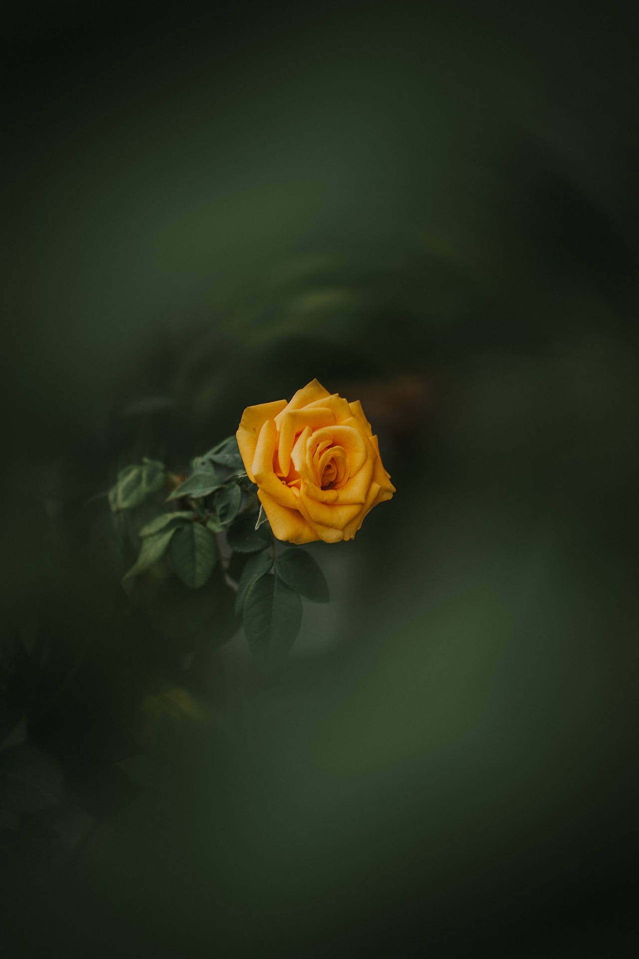 Yellow Rose Flower Android Background