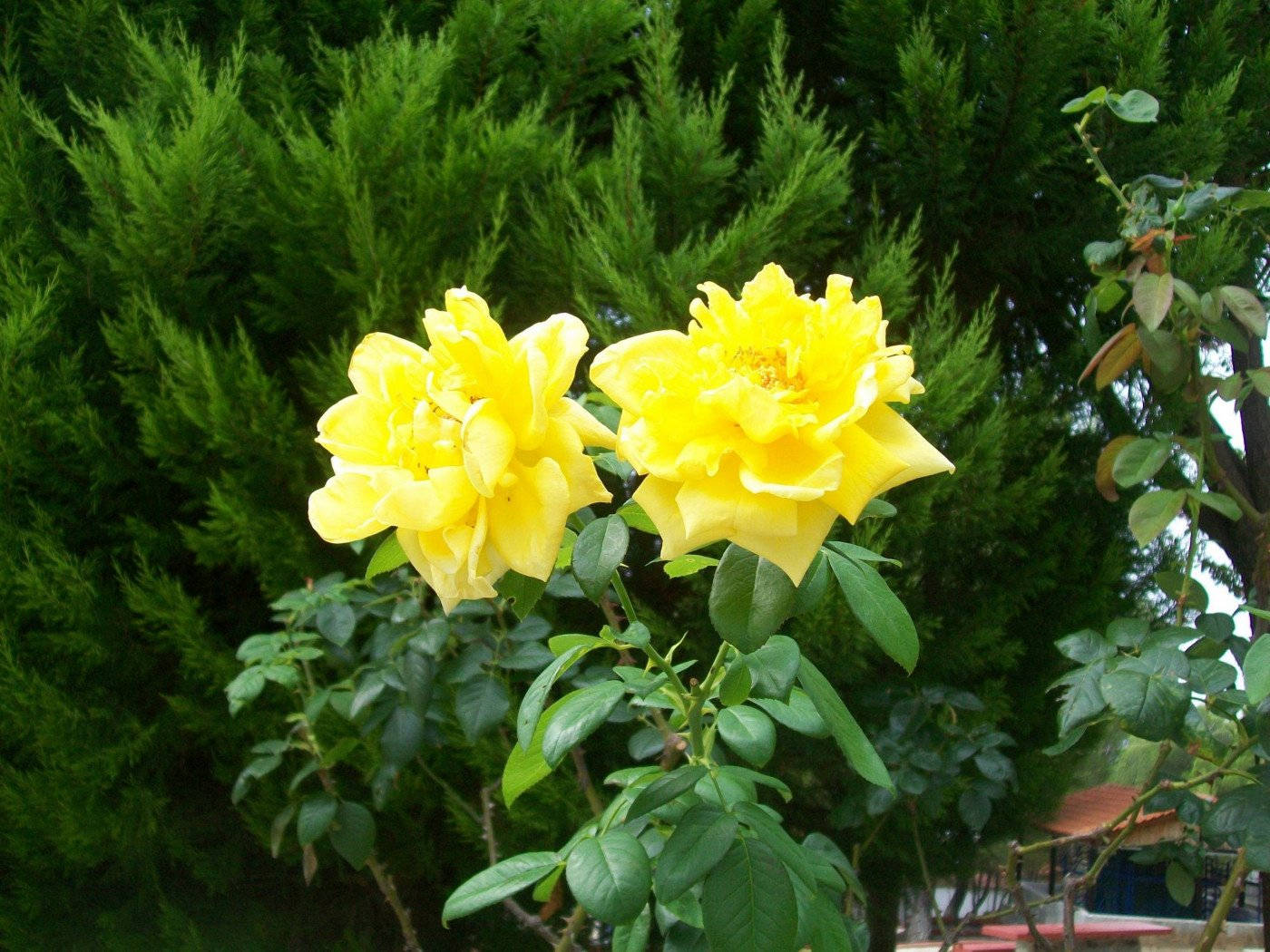 Yellow Rose In Full Bloom Background