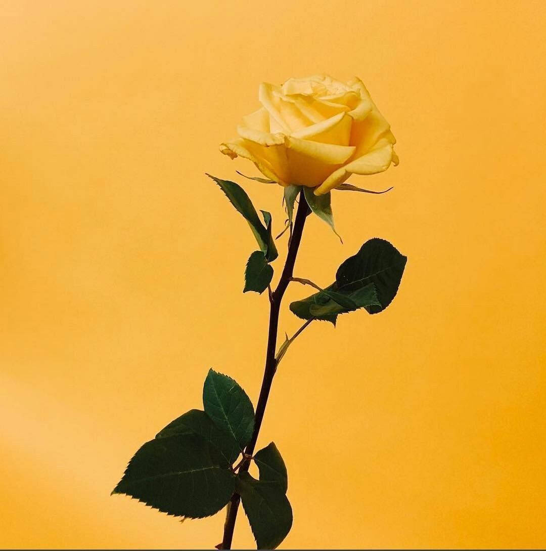 Yellow Rose Instagram Pfp