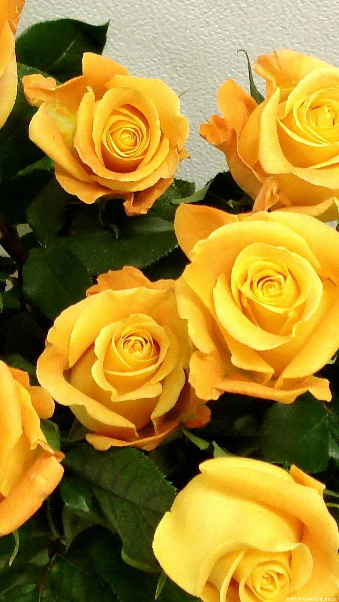 Yellow Rose Iphone Background