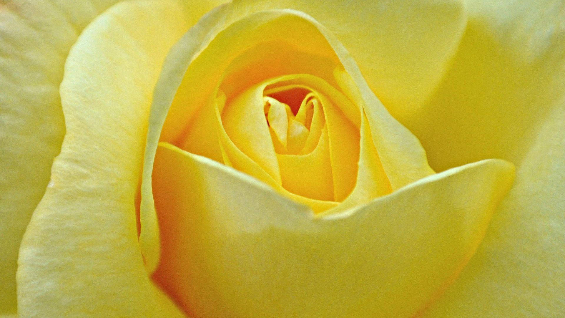 Yellow Rose Pale Background