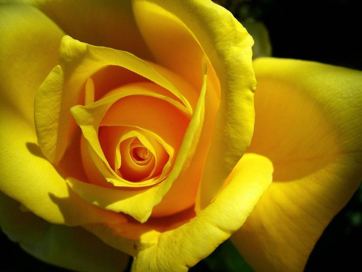 Yellow Rose Shadows